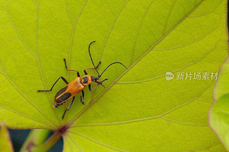 黄花甲虫(Chauliognathus pensylvanicus)，来自宾夕法尼亚州。